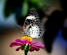 thumbs/butterfly-Leopard Lacewing Male.jpg.jpg